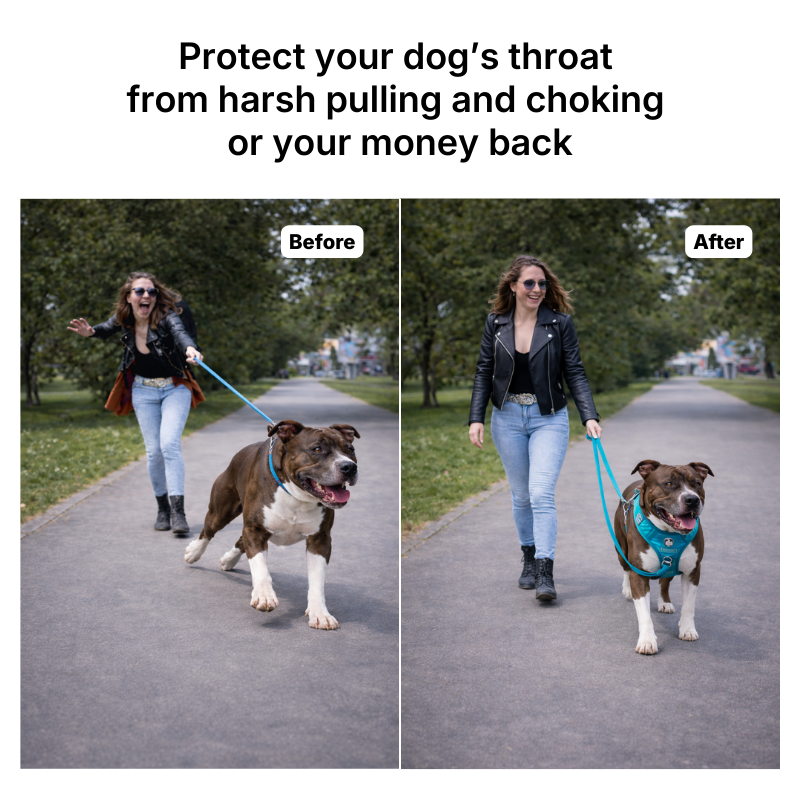 No Pull Dog Harness