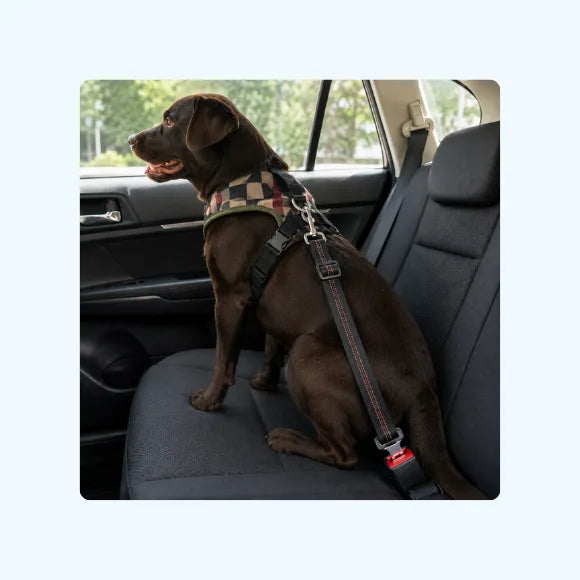 FREE Dog Car Seat Belt