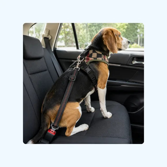 FREE Dog Car Seat Belt