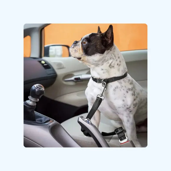 FREE Dog Car Seat Belt
