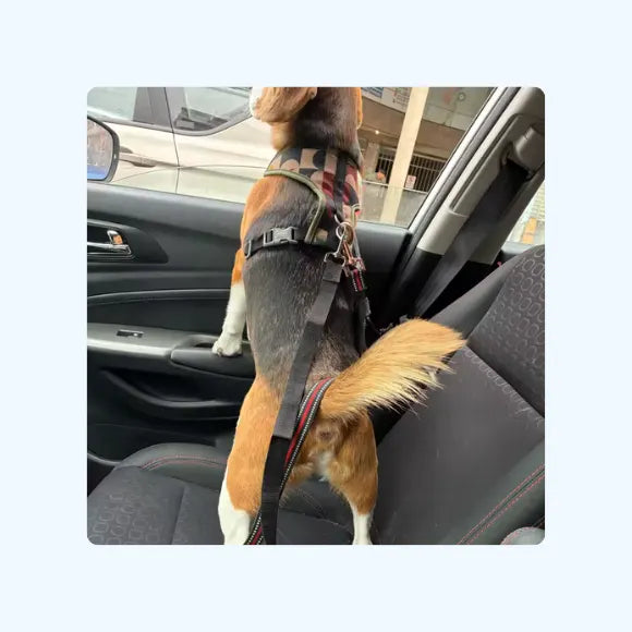 FREE Dog Car Seat Belt